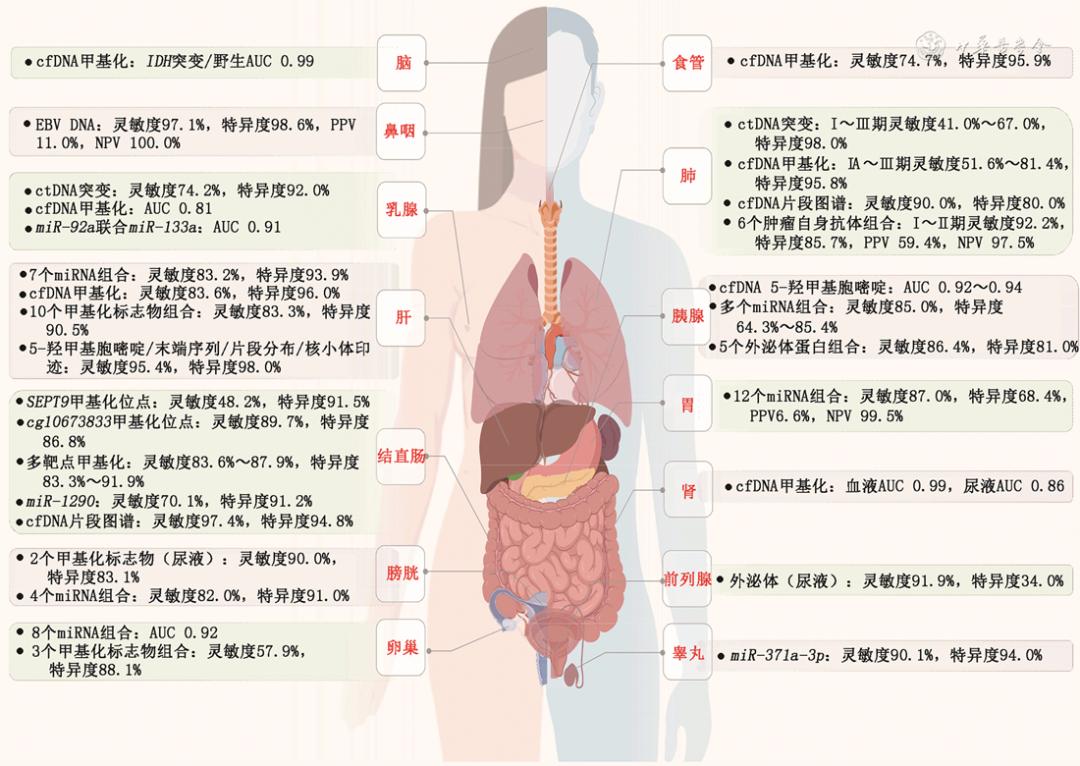 CF最新公告揭秘，游戏更新与未来展望