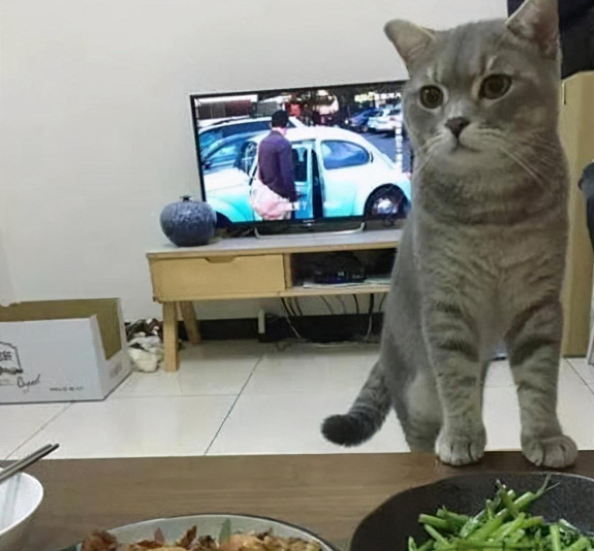 猫咪社区最新科技产品重塑猫奴生活体验，科技养猫时代来临